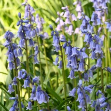 Hyacinthoides