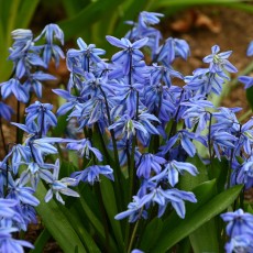 Scilla
