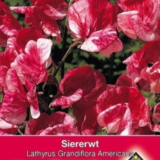 Zaden voor klimplanten