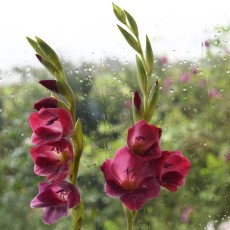 Gladiolus
