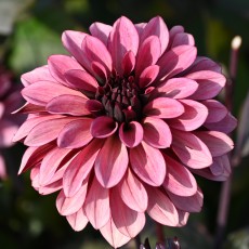 Dahlia