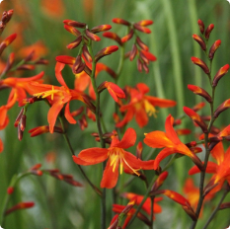 Crocosmia