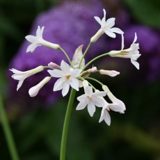 Overige Zomerbollen A-Z