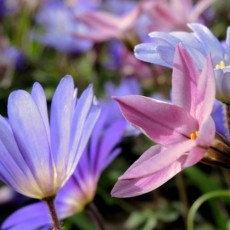 Collectie Kwekerij de Schüllhorn