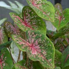 Caladium