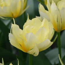 Fosteriana tulpen