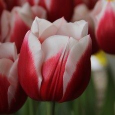 Enkele tulpen