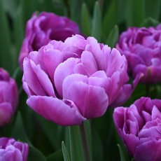 Dubbelbloemige tulpen