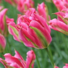 Viridiflora tulpen
