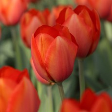 Darwin tulpen