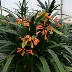 Collectie Clivia en Haemanthus Aart van Voorst