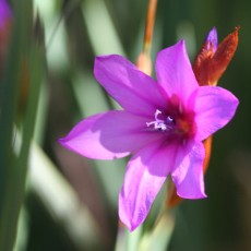 Dierama
