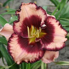 Hemerocallis