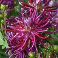 Dahlia, Cactus en Semicactus