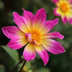 Dahlia, Enkelbloemig