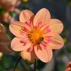 Dahlia, Halskraag
