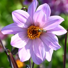 Dahlia, Pioenbloemig