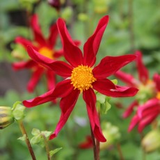 Dahlia, Ster, Orchidee type