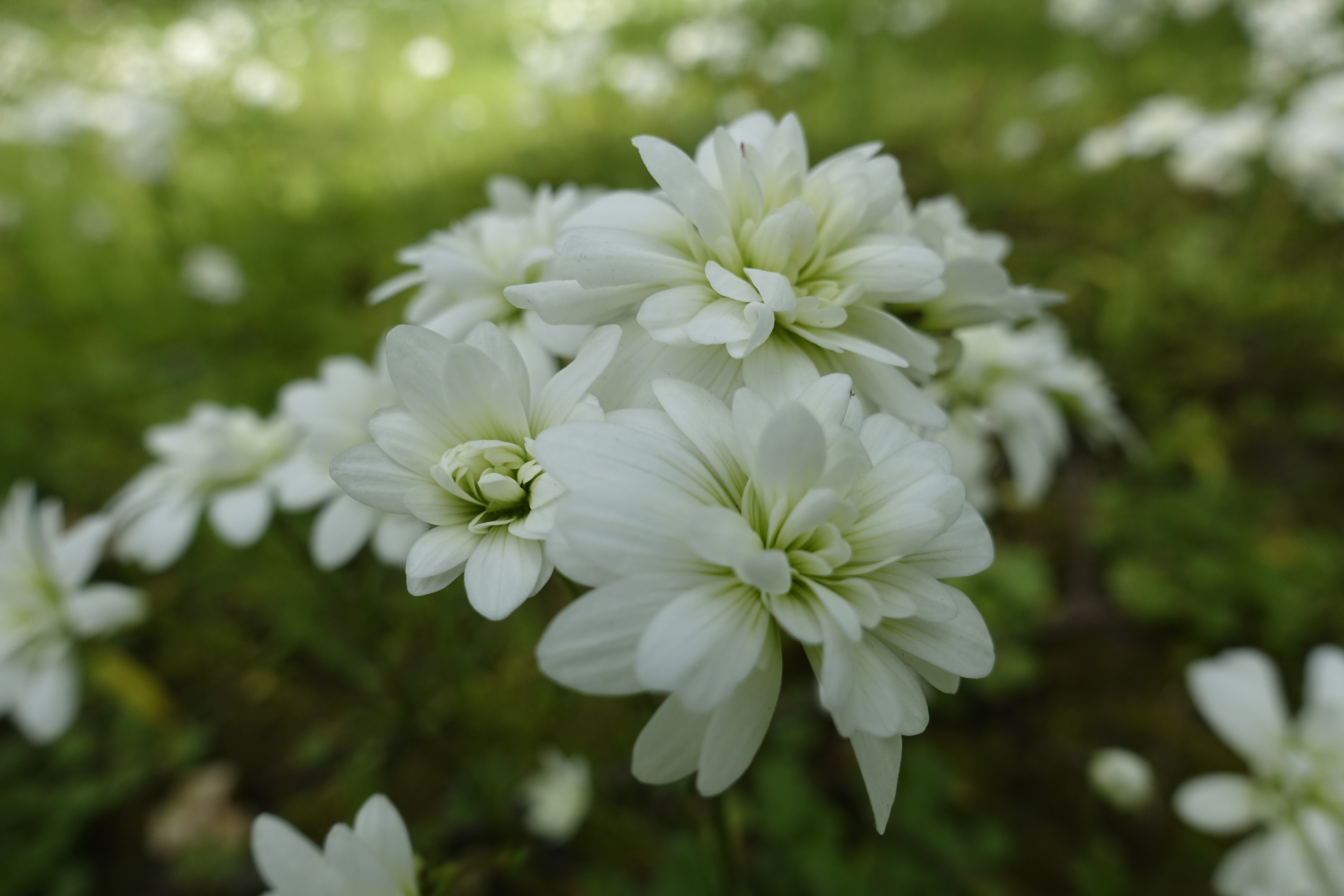_DSC1782 - Haarlems Klokkenspel op Beeckestijn - 7 mei 2017.JPG
